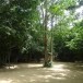 วัดโนนป่าว่าน