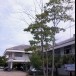 ต้นเขวา 