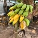 ฐิติมน กล้วยกรอบ - Banana crispy