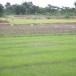 ประวัติบ้านกุดพังเครือ