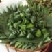 ขนมเทียนแก้วแม่พลูศรี