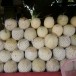 ตลาดแคนตาลูป บ้านบดมาด   