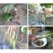ข้อมูลองค์ความรู้ด้านวัฒนธรรม  ชุมชนคุณธรรมบ้านภู มุกดาหาร
