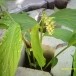 หงส์เหิน