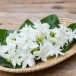 พิธีกรรม “รำแกลมอ” ชาติพันธุ์ กูย (ส่วย) บ้านยางตะพาย