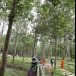งานประเพณีแข่งเรือยาว วัดกำแพงดิน