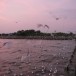 สถานตากอากาศบางปู