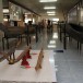 พิพิธภัณฑ์ภูมิปัญญาชาวบ้าน วัฒนธรรมลุ่มน้ำหลังสวน โรงเรียนสวนศรีวิทยา