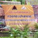 ประเพณีสารทลาว งานกวนกระยาสารท