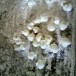 ขนมกุยช่าย เจ้หงอ