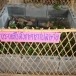 การสวดคาถาปลาข่อ (ปลาช่อน) : พิธีกรรมขอฝน