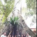 บ้านบางกะม่า