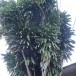 ต้นวาสนา