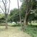 ดอนลังกา