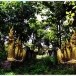 ตำนานพระธาตุหนองจันทร์