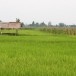 บ้านดงเจริญ