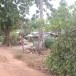 ประวัติหมู่บ้านไทรทอง  