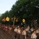 ประเพณีขึ้นเขาพนมรุ้ง