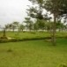 พัทยานาเชือก
