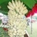 งานวันข้าวโพดหวานและของดีศรีรัตนะ ประจำปี 2554