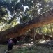 สะพานหินธรรมชาติ (Natural Bridge) 