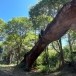 สะพานหินธรรมชาติ (Natural Bridge) 