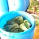 ผักกาดดอง