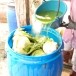 ผักกาดดอง
