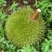 ทุเรียนสาลิกา
