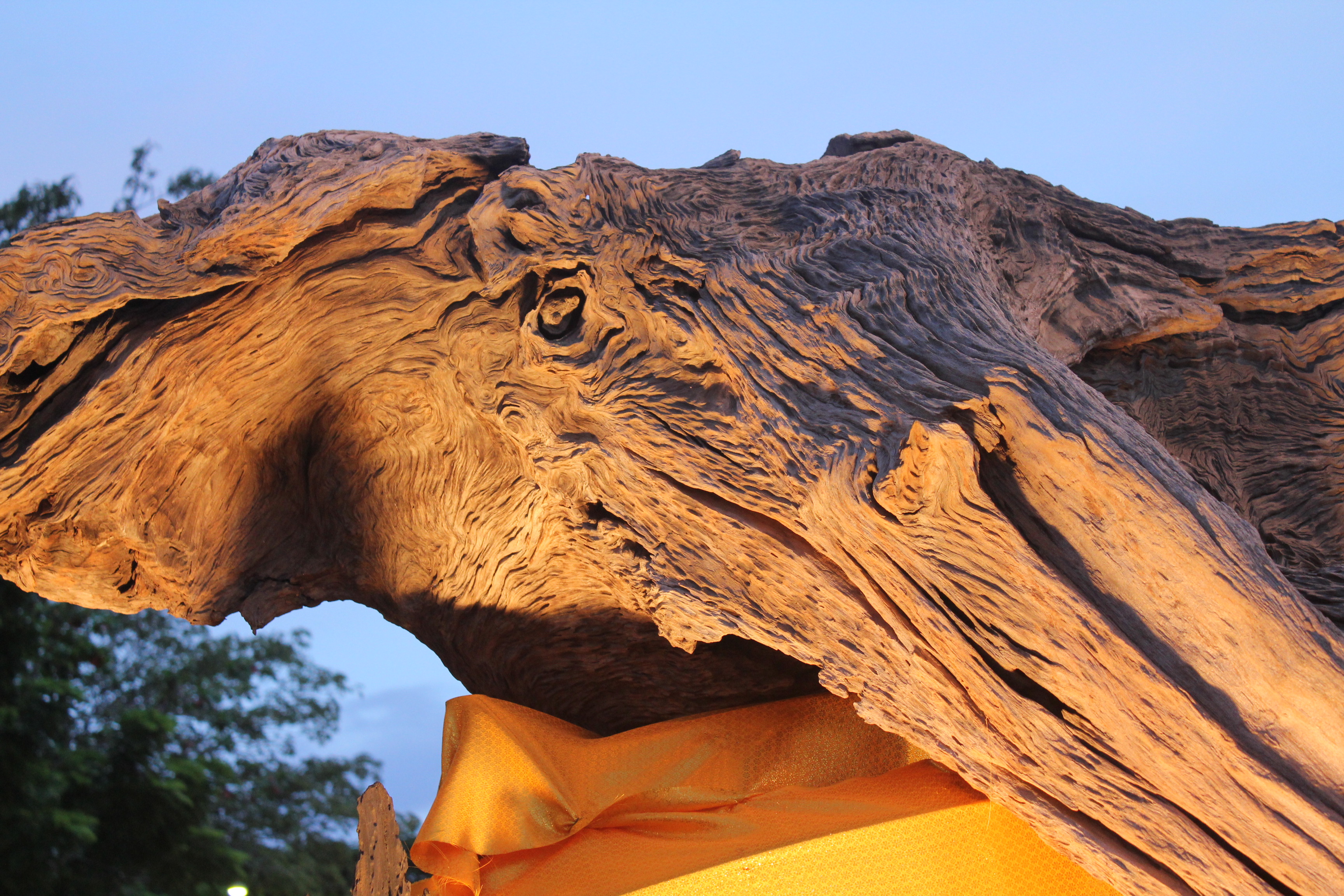 รากไม้เหมือนเศียรพระพิฆเนศวร์